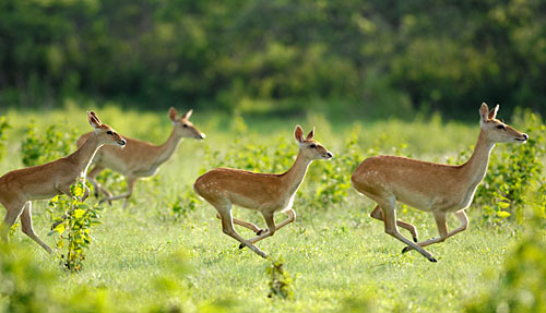 Datian-Slope-Deer-Natural-Reserve