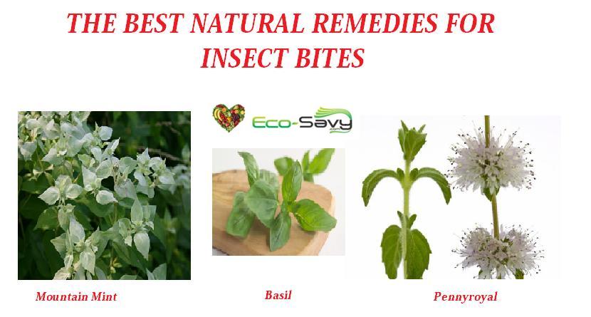 natural-remedies-for-insect-bites-eco-savy