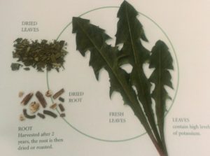 Dandelion Leaves - Eco-Savy.com