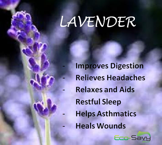 red lavender spiritual uses