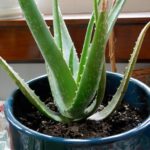 Aloe Vera Benefits Increase With Age of Plant