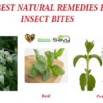 Natural Remedies For Insect Bites